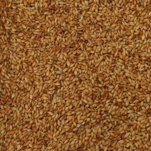 caramunich type 2 weyermann barley